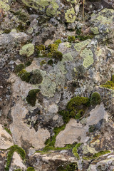 Rock covered with moss and lichen.