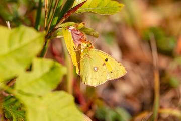 Fototapeta premium Hochmoorgelbling - Allgäu - Gelbling - Schmetterling - Falter