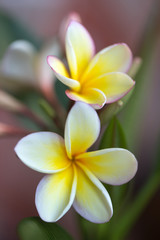 Plumeria or frangipani flower, Tropical flower.