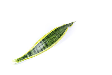 Bowstring hemp Close up