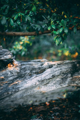 forest view