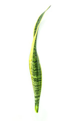 Bowstring hemp Close up