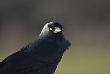 Jackdaw