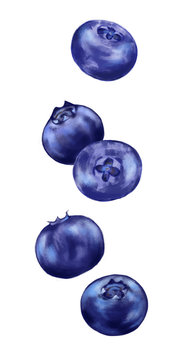 Hand drawn watercolor illustration of the food: ripe tasty blueberry, isolated on the white background