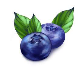 Hand drawn watercolor illustration of the food: ripe tasty blueberry, isolated on the white background