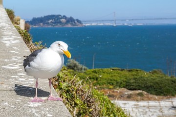 Seagull in Alcatraz island