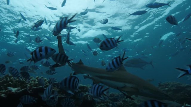Shark feeding extreme underwater video