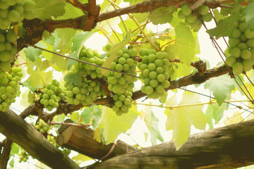 Grapes in vineyard. White wine grapes hanging in Brazilian vineyard. Selective focus.