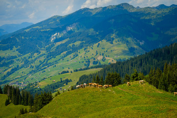 Fototapeta na wymiar Small herd of cows grazing on a mountain pasture in Switzerland