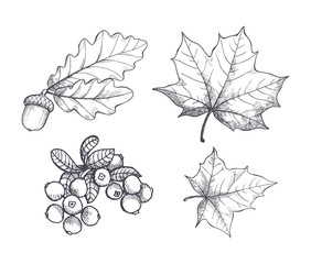 Maple Leaf and Autumnal Acorn Hanging Set Vector