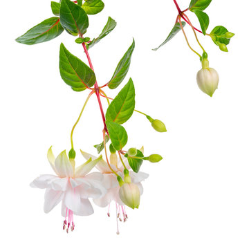 blooming hanging twigs of white fuchsia with green leaves is isolated on background, Frank Unswort, close up