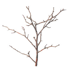 Fototapeta na wymiar beautiful dry branch of tree isolated on white background, close up