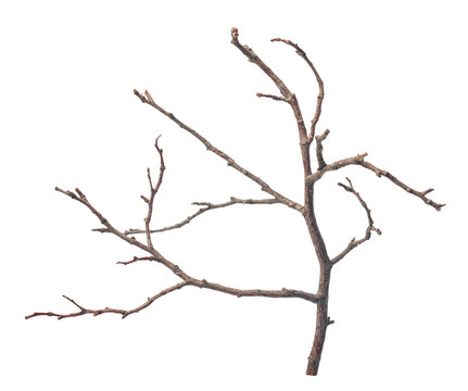 beautiful dry twig of tree isolated on white background, close up