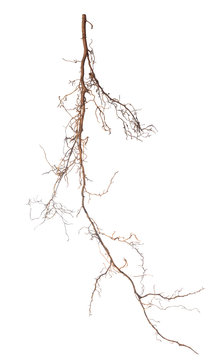 beautiful roots of tree is isolated on white background