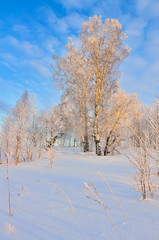 Cold winter day, beautiful hoarfrost and rime on birch trees