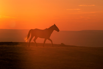 Wild Horse Silhouetted at Sunset