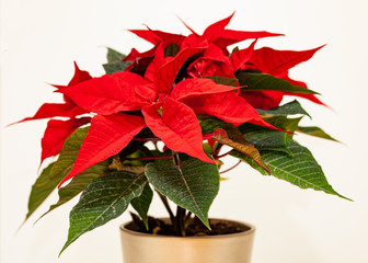 Christmas flower Poinsettia isolated on white background
