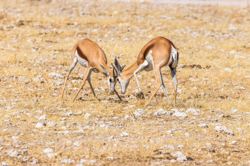 Two male springbok ( Antidorcas Marsupialis) fighting, Etosha National Park, Namibia.