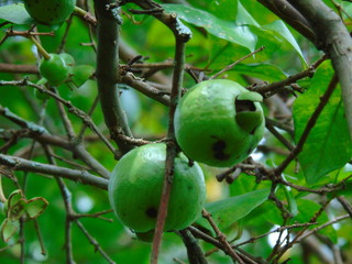 Guava on a Tree