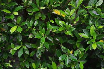 Green leaves background wallpaper