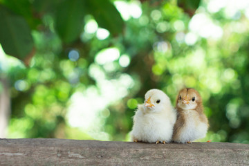 Two or twin of little chickens brown and yellow color stand on the wood in a farm and blur green nature background, Close up both of chicks or newborn of chickens.