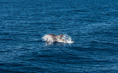Fototapeta premium View from the sailing boat on the beautiful dolphins in sea 