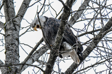 Screaming Bald Eagle