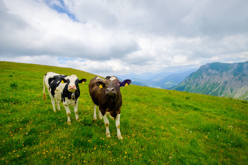 Small herd of cows graze in the Alpine meadow in Switzerland