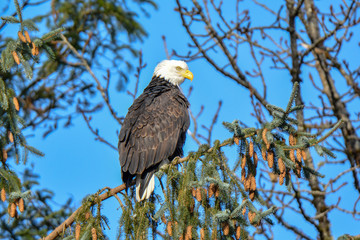 Bald Eagle at Squamish BC
