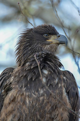 Juvenile Bald Eagle at Squamish BC