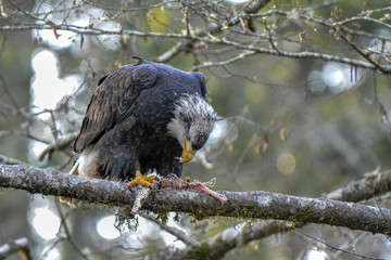 Bald Eagle Feasting on Salmon in Tree