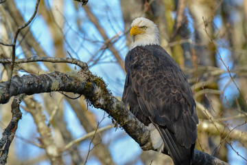 Bald Eagle Sitting in Tree at Squamish BC
