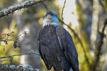 Bald Eagle at Squamish BC