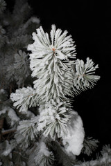 Pine tree branches covered with snow and ice crystalls