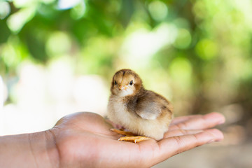 Little chicken new born in your hand on green nature background