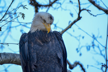 Close-up of Bald Eagle Staring Down at Salmon
