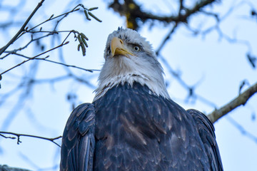 Close-up of Bald Eagle at Squamish BC