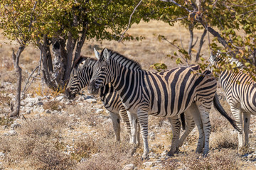 Fototapeta na wymiar A herd of Zebras ( Equus Burchelli) standing by a bush, Etosha National Park, Namibia.