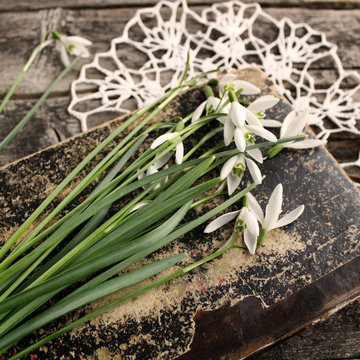 bouquet, background, beautiful, day, woman, vase, flower, snowdrops, color, winter, spring, white, vintage, nature, vases, beauty, green, flowers, closeup, design, natural, fresh, plant, wooden, retro