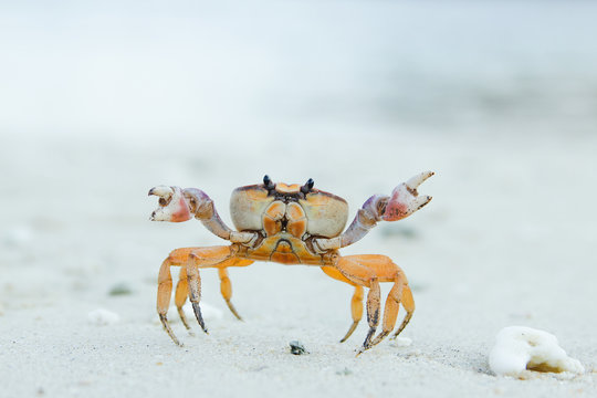 Small crab crawling on stony ground
