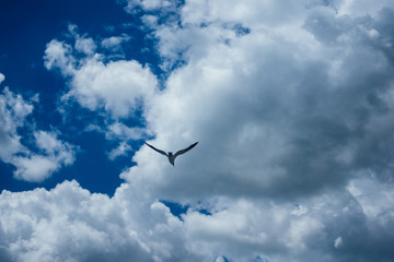 A bird flying in the sky