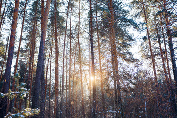 Winter landscape of pine forest