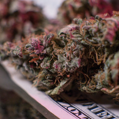 Dry and trimmed cannabis buds