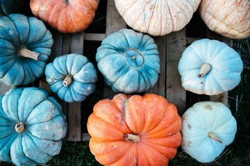 A group of colorful pumpkins