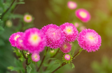 Fototapeta premium pink flowers bloom beautifully for background 