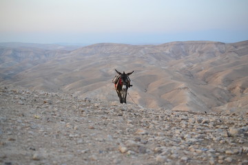 Donkey of bedouin in Mitzpe Yeriho, Westbank Israel, Judean desert, Israeli wilderness