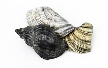 Muschelschalen und Schneckenhaus im Detail