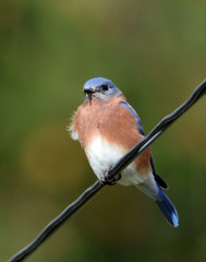Male Eastern Bluebird