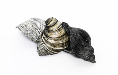 Muschelschalen und Schneckenhaus im Detail