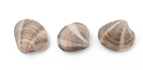 clams